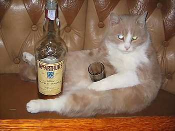 I Want Shots, whiskey, graphy, animals, cats, kittens HD wallpaper