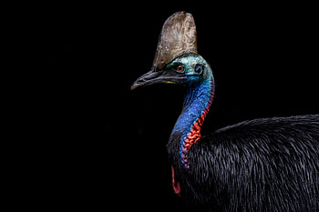 Spiritual symbolism of cassowary, Totem animal significance, Bird omens and meanings, Worldly connections HD wallpaper