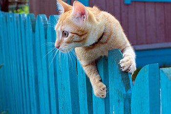 ≡ Jumping the fence ≡, JUMPING, GARDEN, ANIMALS, CATS, LOVE, GINGER, FOREVER, FENCE, HOME, BLUE HD wallpaper