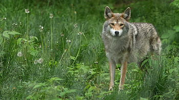 Animals, Grass, Dandelions, Grey Wolf HD wallpaper