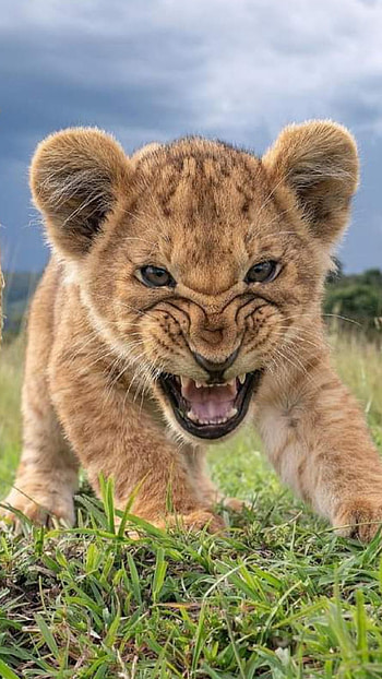 lion, cloud, sky HD phone wallpaper