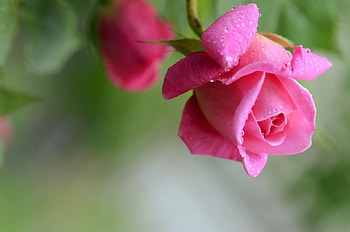 Pink Rose, pink, flowers, roses, bud HD wallpaper
