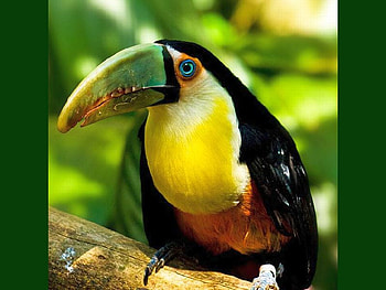 Beautiful Bird, cool, beautiful, bird HD wallpaper