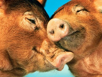 Pigs, Pet, Love, Pig, Animal HD wallpaper