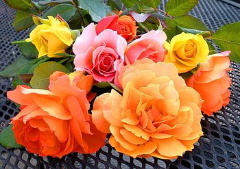 Blooming, pink, coral, roses, yellow, red, colors, flowers HD wallpaper