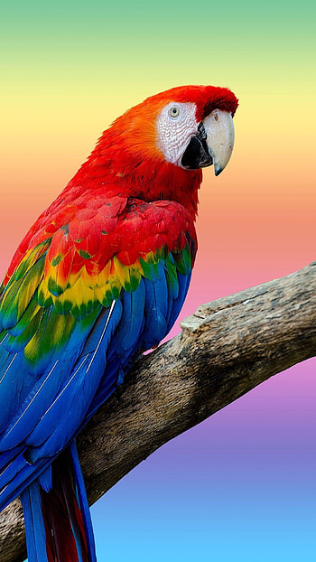 Parrot, Adorable, Bird HD phone wallpaper