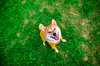 Animals, Dog, Pet, Sight, Opinion, Akita Inu HD wallpaper