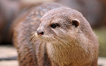 Fanpop otter , Fan-favorite otter , Beloved animal portrayal, Community's otter obsession HD wallpaper