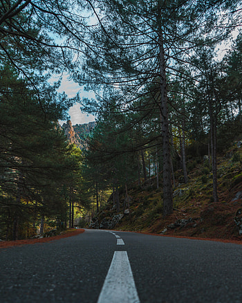 Nature, Trees, Road, Fir, Spruce, Dahl, Distance HD phone wallpaper