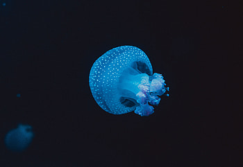 Animals, Jellyfish, Stains, Spots, Underwater World, Tentacles HD wallpaper
