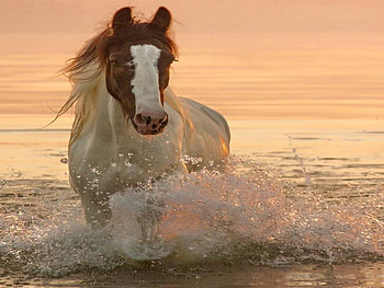 In the surf, horse, brown, waves, whte HD wallpaper