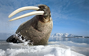 Animals, Sea, Fangs, Bounce, Jump, Hunt, Hunting, Gesture, Tusks, Walrus HD wallpaper