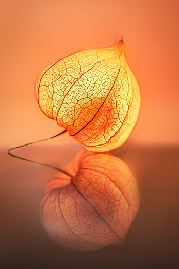 Physalis, Nature's beauty, Macro graphy, Valentin Gutekunst artwork HD phone wallpaper