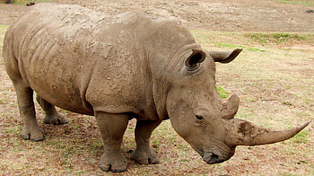 RRC white rhino, Australian pride, Conservation success, Preserving heritage HD wallpaper