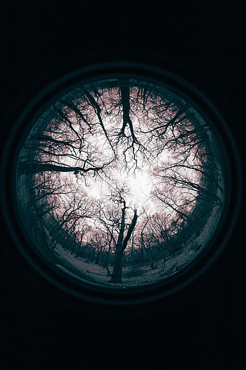 Trees, Reflection, Dark, Branches, Lens HD phone wallpaper