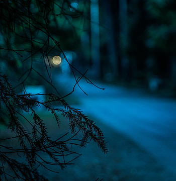 Needle, Dark, Glare, Blur, Smooth, Branch, Bokeh, Boquet HD phone wallpaper