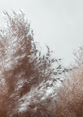 Cones, Plant, Macro, Fluffy, Spikelets HD phone wallpaper