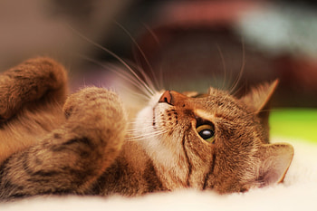 Cat, kitten, kitty, cats, cute, sleepy, sleeping, beauty, animals, hat, sweet, beautiful, paws, cat face, pretty, face, lovely HD wallpaper