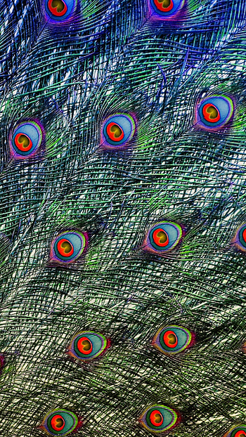 peacock plumage, Colorful feathers, High-quality , Close-up bokeh HD phone wallpaper