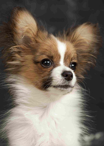 Papillon Dog, Cute puppy HD phone wallpaper