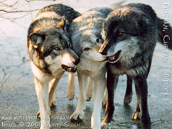 3 wolf friends, wolves, tristan, miska, rally, chetan HD wallpaper