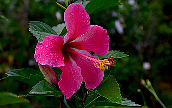 Hibiscus, pink, macro, flower, drops HD wallpaper