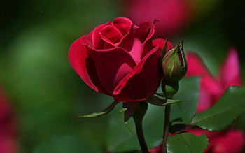 Red Rose, rose, macro, flower, red HD wallpaper