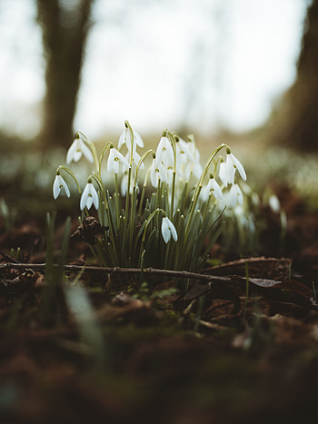 Flowers, Snowdrops, Macro, Blur, Smooth, Bloom, Flowering, Foliage HD phone wallpaper