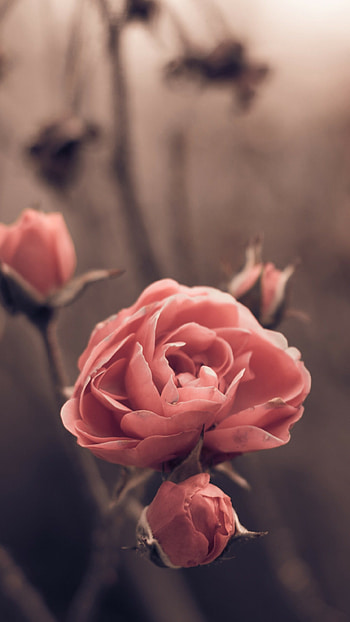 rose, Spring flowers, Blur HD phone wallpaper