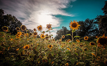Sunflowers Nature, sunflowers, nature, plants HD wallpaper
