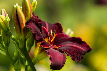 ✿⊱•╮Lily ╭•⊰✿, nature, flowers, flower, lily HD wallpaper