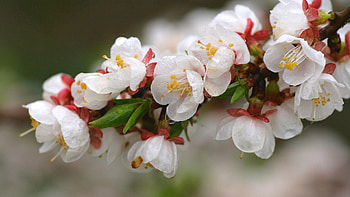 Flowers, Plant, Macro, Petals, Bloom, Flowering HD wallpaper