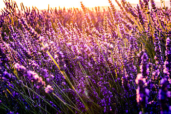 Nature, Flowers, Field, Sunny HD wallpaper
