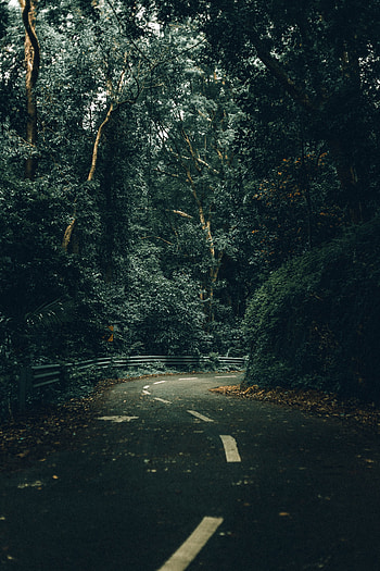 Nature, Trees, Road, Turn, Forest HD phone wallpaper