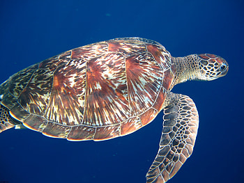 Animals, To Swim, Swim, Paws, Sea Turtle HD wallpaper