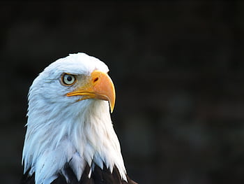 Majestic bald eagle with striking eyes and beak in natural light HD wallpaper