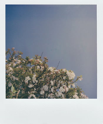 Vintage Polaroid of a tree in bloom against a clear blue sky. HD phone wallpaper