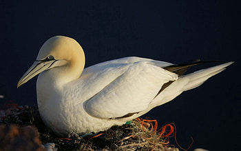 Animals, Beak, Nest, Boobies, Olusha HD wallpaper