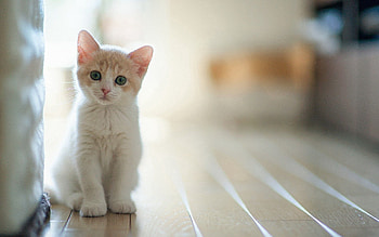 Animals, Shine, Light, Sit, Kitty, Kitten, Kid, Tot HD wallpaper