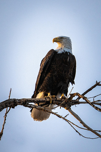 Animals, Bird, Branch, Predator, Eagle HD phone wallpaper