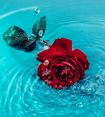 Striking red rose floating in blue water, capturing freshness and elegance. HD phone wallpaper