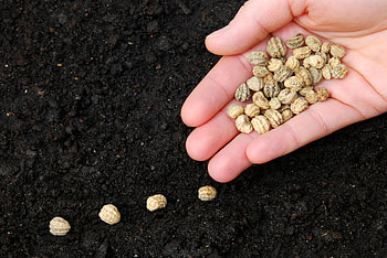 Food seed , -worthy, Mouthwatering visuals, Appetizing HD wallpaper
