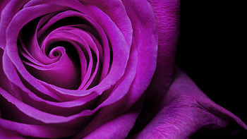 Rose Bud Petals, rose, petals, flowers HD wallpaper