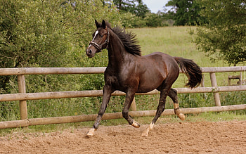 Horse, animal, run, fence HD wallpaper