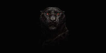 Tiger Glowing Eye , tiger, artist, artwork, digital-art HD wallpaper