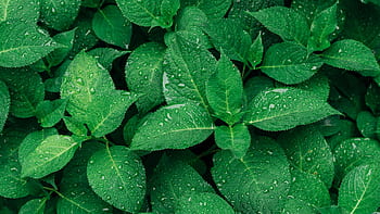 Close-up of vibrant green leaves with raindrops, captured outdoors. HD wallpaper