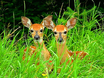 Fawns adventures, white, brown, exploring, green, grass, long, fawns, spotted HD wallpaper