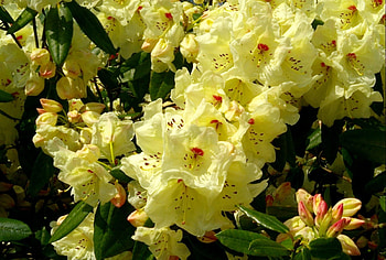 Flowers, Bush, Close-Up, Bloom, Flowering, Greens, Rhododendron HD wallpaper