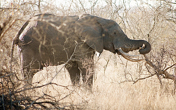 Animals, Wood, Forest, Tree, Stroll, Elephant HD wallpaper