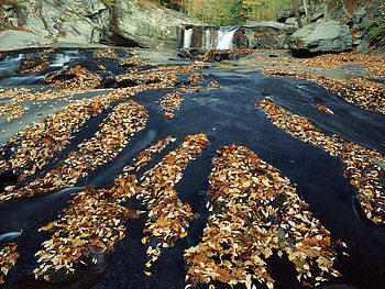river, cold, autumn, leaf HD wallpaper